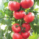 50 Seeds Beefsteak Tomato Red Juicy Tomatoe Vegetable Fresh Garden