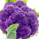 25 Seeds Purple Cauliflower Vegetables Healthy Planting Fresh Garden