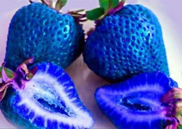 200 Seeds Blue Strawberries Berries Fruit Healthy Strawberry Fresh Garden