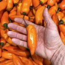 25 Seeds Aji Amarillo Peppers Vegetables Healthy Planting Fresh Garden