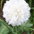 100 Seeds White Peony Poppy Flowers New Crop Planting Fresh Garden