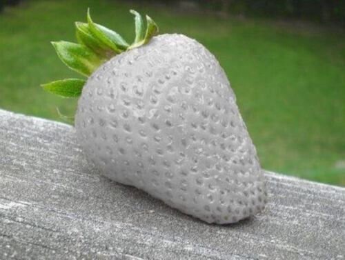 200 Seeds White Strawberries Berries Fruit Healthy Strawberry Fresh Garden