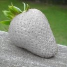 200 Seeds White Strawberries Berries Fruit Healthy Strawberry Fresh Garden
