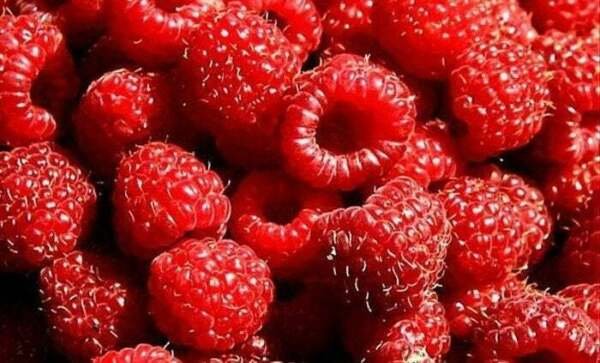 100 Seeds Ruby Red Raspberry Berries Raspberries Fruit Healthy Fresh Garden