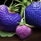 200 Seeds Purple Strawberries Berries Fruit Healthy Strawberry Fresh Garden