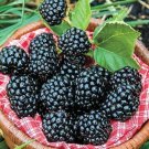 100 Seeds Blackberry Blackberries Black Berry Fruit Healthy Fresh Garden