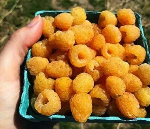 100 Seeds Yellow Raspberry Berries Raspberries Fruit Healthy Fresh Garden