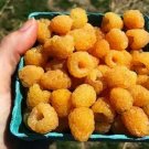 100 Seeds Yellow Raspberry Berries Raspberries Fruit Healthy Fresh Garden