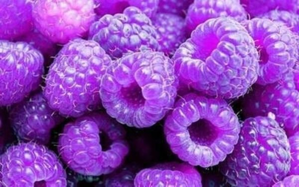 100 Seeds Purple Raspberry Berries Raspberries Fruit Healthy Fresh Garden