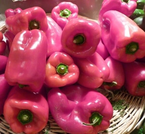 25 Seeds Pink Bell Pepper Sweet Healthy Planting Fresh Garden