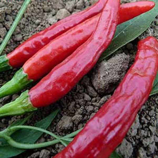 25 Seeds Red Thai Culinary Peppers A.K.A. Dragon Pepper Vegetables Fresh Garden