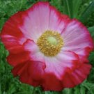 100 Seeds Red White Poppy Flowers New Crop Planting Fresh Garden