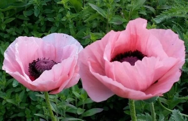 100 Seeds Powder Puff Pink Poppy Flowers New Crop Planting Fresh Garden