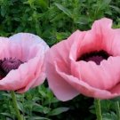 100 Seeds Powder Puff Pink Poppy Flowers New Crop Planting Fresh Garden