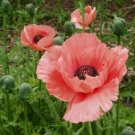 100 Seeds Pink Coral Poppy Flowers New Crop Planting Fresh Garden