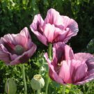 100 Seeds Purple Pink Poppy Flowers New Crop Planting Fresh Garden