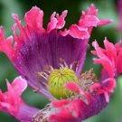 100 Seeds Purple Pink Poppy Drama Queen Flowers New Crop Planting Fresh Garden
