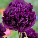 100 Seeds Poppy Double Violet Blush Flowers New Crop Planting Purple Fresh Garden