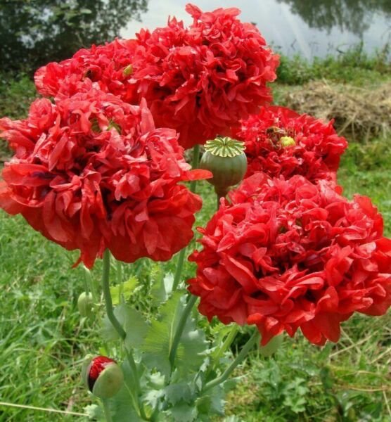 100 Seeds Double Red Peony Poppy Flowers New Crop Planting Fresh Garden