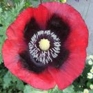 100 Seeds Red Black Poppy Flowers New Crop Planting Fresh Garden
