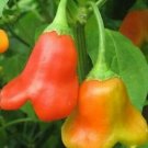 25 Seeds Bishop'S Cap Peppers Crown Sweet Spicy Healthy Planting Fresh Garden
