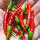 25 Seeds Red Hot Peppers Vegetables Healthy Planting Fresh Garden