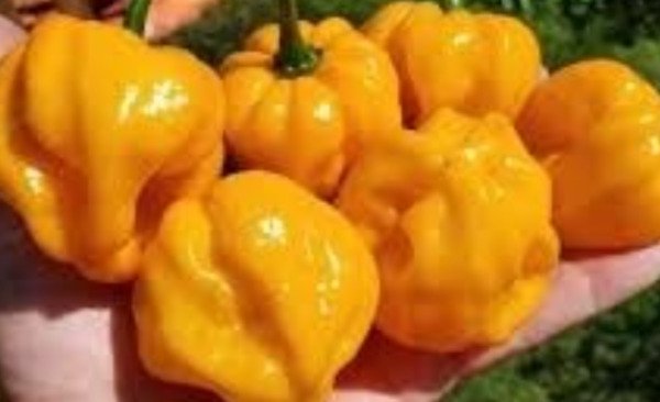 25 Seeds Mild Yellow Chili Peppers Vegetables Healthy Planting Fresh Garden