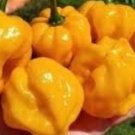 25 Seeds Mild Yellow Chili Peppers Vegetables Healthy Planting Fresh Garden