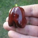 25 Seeds Jamaican Hot Chocolate Peppers Vegetables Healthy Planting Fresh Garden