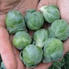 25 Seeds Brussel Sprouts Vegetables Healthy Planting Fresh Garden