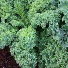 25 Seeds Kale Vegetables Healthy Planting Fresh Garden