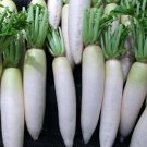 25 Seeds Huge Daikon Radish White Vegetables Healthy Planting Fresh Garden