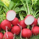 25 Seeds Red Radish Vegetables Healthy Planting Fresh Garden