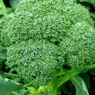 25 Seeds Broccoli Vegetables Healthy Planting Fresh Garden