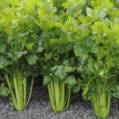100 Seeds Utah Celery Vegetables Healthy Planting Fresh Garden