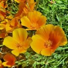 300+ Seeds California Poppy Giant Orange Flowers Plant Fresh Garden