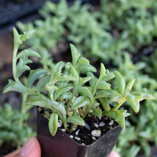 25 Seeds String Of Dolphins Succulent Cact Plant Cacti Fresh Garden