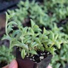 25 Seeds String Of Dolphins Succulent Cact Plant Cacti Fresh Garden