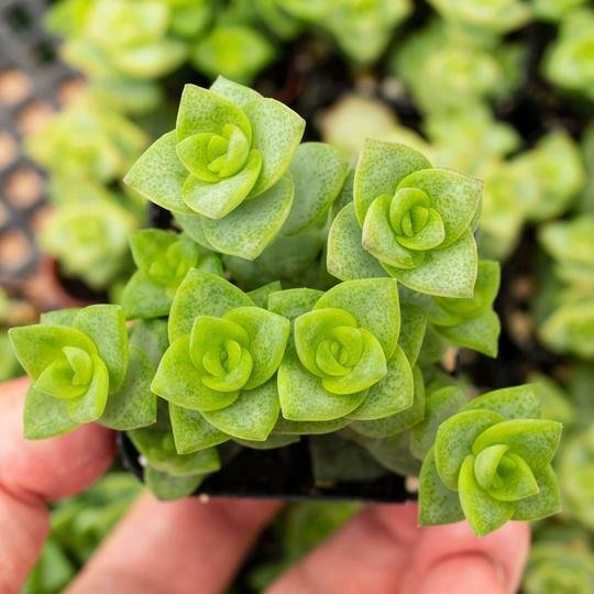 25 Seeds String Of Buttons Succulent Cact Plant Cacti Fresh Garden