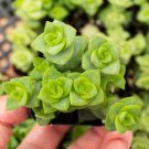 25 Seeds String Of Buttons Succulent Cact Plant Cacti Fresh Garden