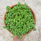 25 Seeds String Of Pearls Succulent Cact Plant Cacti Fresh Garden