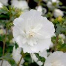 20 White Chiffon Rose Of Sharon Seeds Fresh Garden