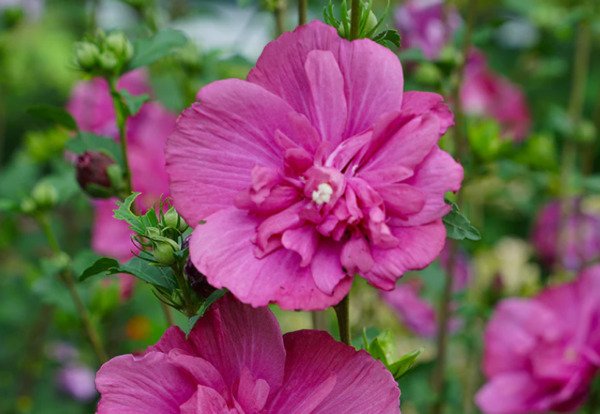 20 Magenta Chiffon Rose Of Sharon Seeds Fresh Garden