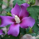 20 Purple Satin Rose Of Sharon Seeds Fresh Garden