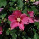 20 Paraplu Rouge Chiffon Rose Of Sharon Seeds Fresh Garden