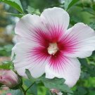 20 Paraplu Pink Ink Chiffon Rose Of Sharon Seeds Fresh Garden