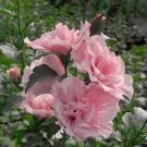 20 Pink Chiffon Rose Of Sharon Seeds Fresh Garden