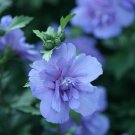 20 Blue Chiffon Rose Of Sharon Seeds Fresh Garden