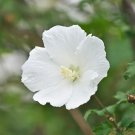20 Pure White Rose Of Sharon Seeds Fresh Garden