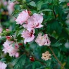 20 Double Pink Rose Of Sharon Seeds Fresh Garden